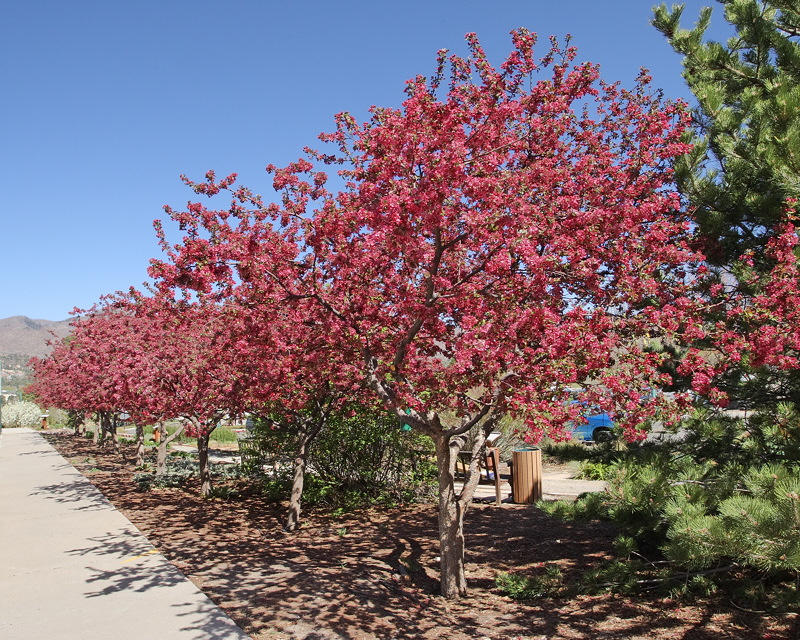 Crabapple Row