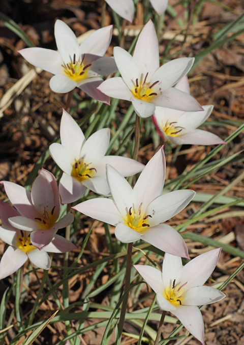 513_TulipAncilla.jpg