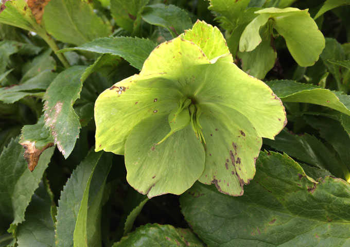 Hellebore_oasis_2.jpg