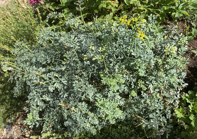 Herb_IMG_3075.jpg