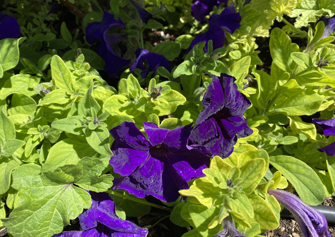 Smell_Petunia.jpg
