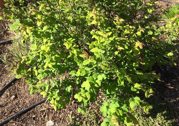 coralberry_entrance.jpg