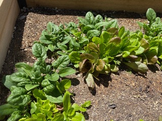 Veggies