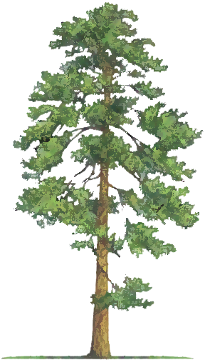 Ponderosa